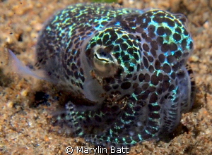 Bobtail Squid on night dive by Marylin Batt 